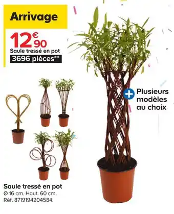 Saule tressé en pot