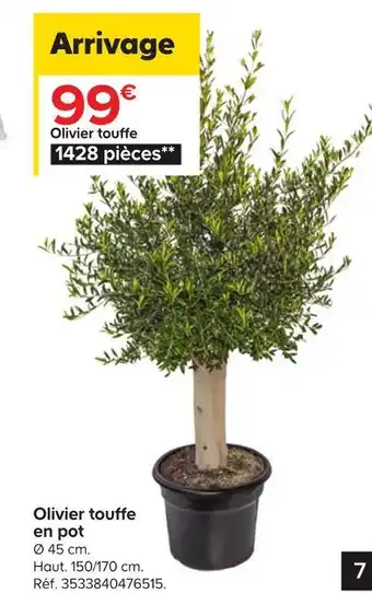 Olivier touffe en pot