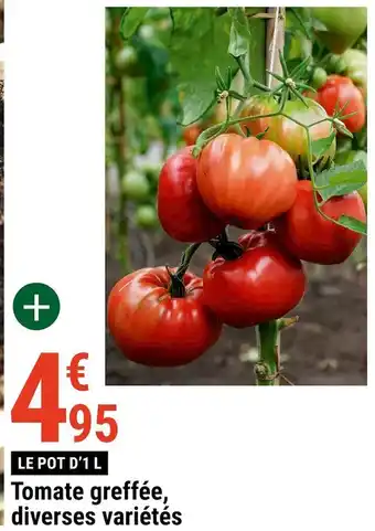 Gamm vert Tomate greffée, diverses variétés offre