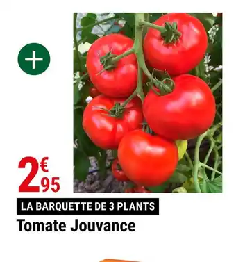 Gamm vert Tomate jouvance offre