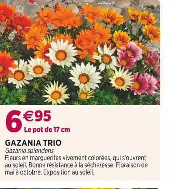 Delbard Gazania trio offre