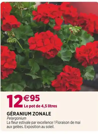 Delbard Géranium zonale offre