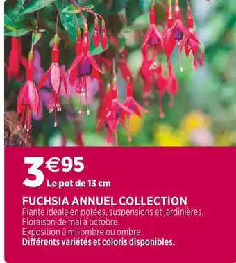 Fuchsia annuel collection