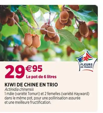 Kiwi de chine en trio