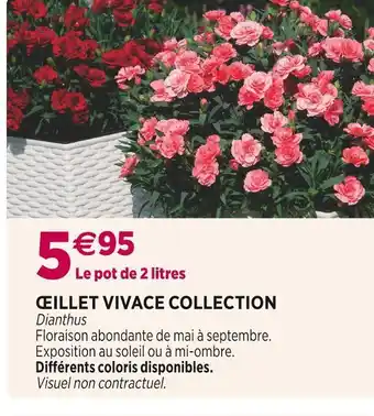 Ćillet vivace collection
