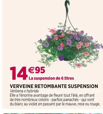 Verveine retombante suspension