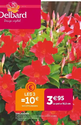 Delbard Dipladénia offre