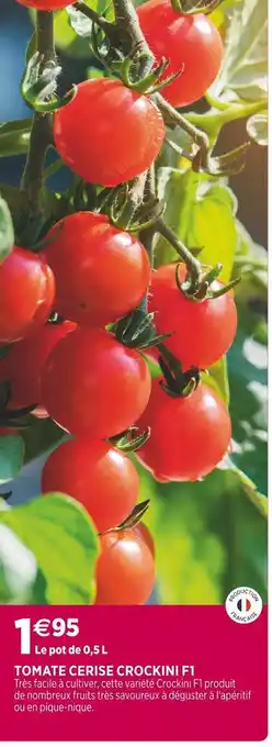 Delbard Tomate cerise crockini f1 offre