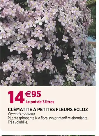 Delbard Ecloz clématite à petites fleurs offre