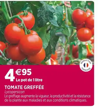 Delbard Tomate greffée offre