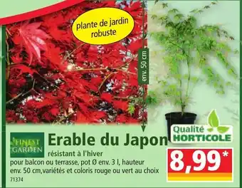 Norma Erable du Japon offre