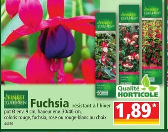 Fuchsia
