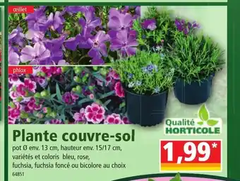 Norma Plante Couvre-Sol offre