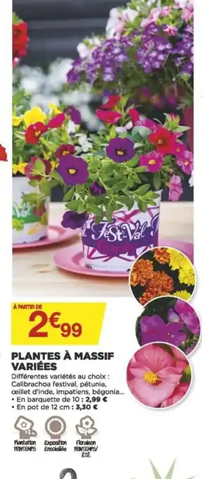 Bricomarché Plantes à Massif offre