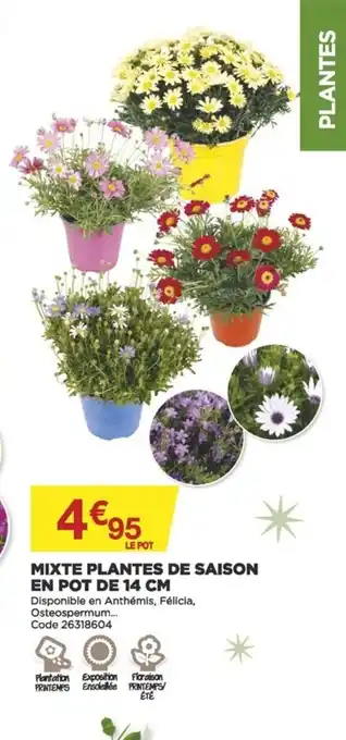 Bricomarché Mixte Plantes de saison offre