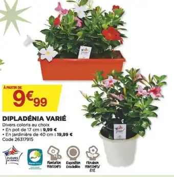 Dipladénia Varié