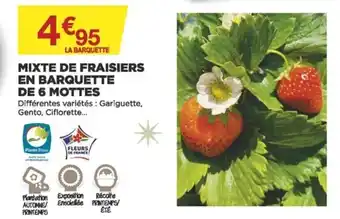 Mixte de Fraisiers