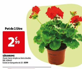 Auchan Geraniums offre