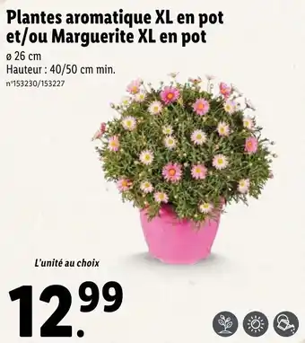 Lidl Plantes aromatique XL en pot offre