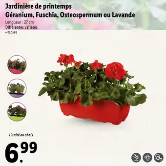 Lidl Jardinière de printemps géranium offre