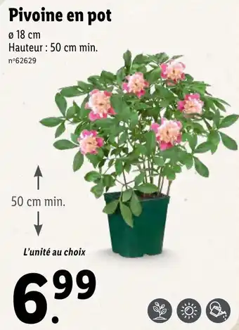 Lidl Pivoine en pot offre