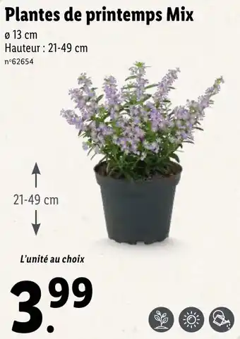 Lidl Plantes de printemps mix offre
