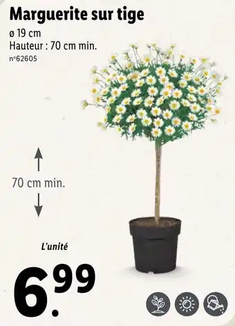 Marguerite sur tige