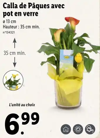 Lidl Calla de pâques avec pot en verre offre