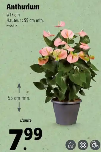 Lidl Anthurium offre