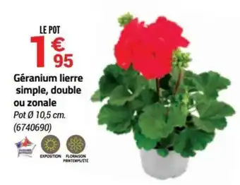 Bricorama Géranium lierre simple offre