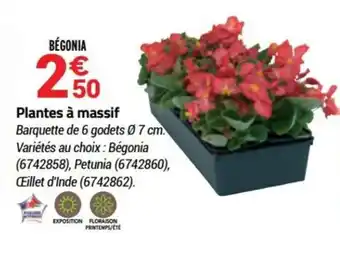 Bricorama Plantes à massif offre