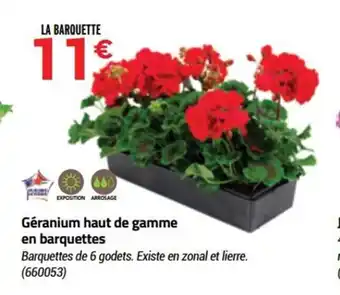 Bricorama Géranium haut de gamme en barquettes offre