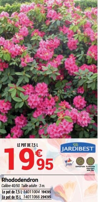 Bricorama Rhododendron offre