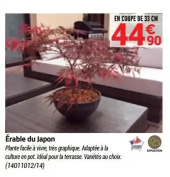 Erable du japon