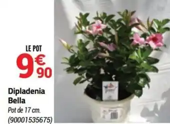 Bricorama Dipladenia bella offre