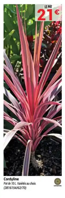 Cordyline