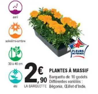 Plantes à massif