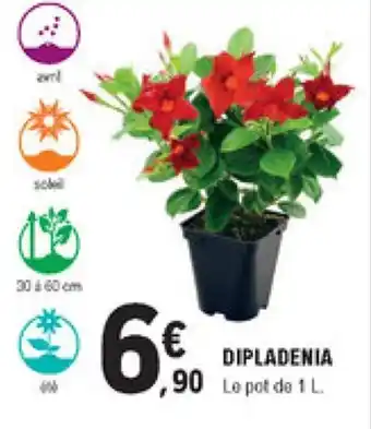E.Leclerc Brico Dipladenia offre