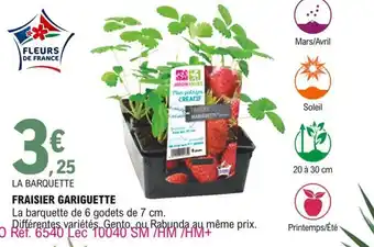E.Leclerc Fraisier gariguette offre