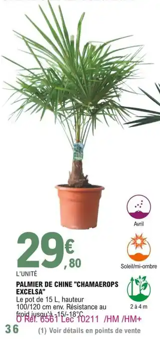 E.Leclerc Palmier de chine "chamaerops excelsa" offre