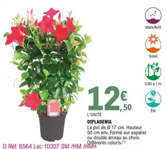 E.Leclerc Dipladenia offre