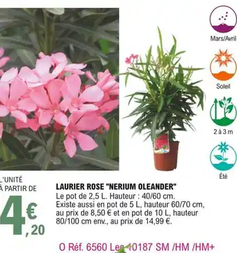 E.Leclerc Laurier rose "nerium oleander" offre