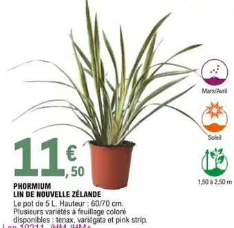 E.Leclerc Phormium lin de nouvelle zélande offre