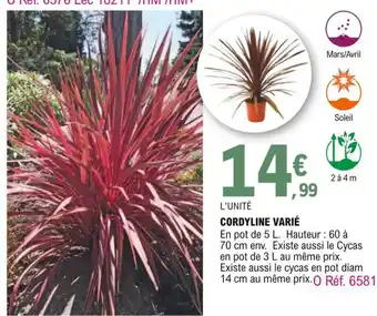 E.Leclerc Cordyline varié offre