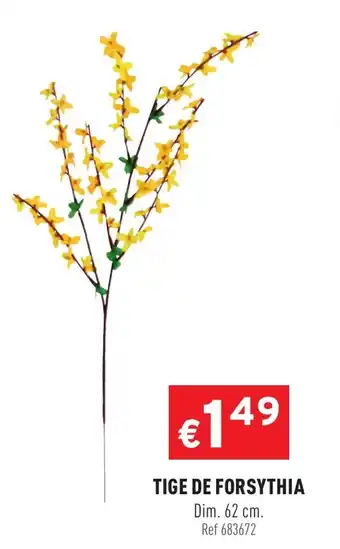Tige De Forsythia