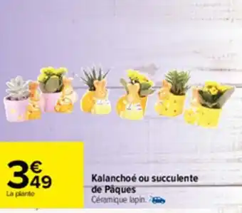 Carrefour Kalanchoé ou succulente de pâques offre