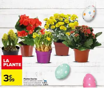 Carrefour Plantes fleuries offre