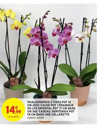 Intermarché Contact Phalaenopsis 3 Tiges Pot 12 Cm Avec Cache Pot Céramique Ou Lys Oriental Pot 17 Cm Dans Un Sac Cadeau, Hortensia Pot 14 Cm Dan offre