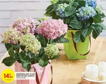 Intermarché Hortensia pot 14 cm dans un sac cadeau offre