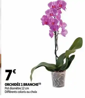 Auchan Supermarché Orchidée 1 branche offre